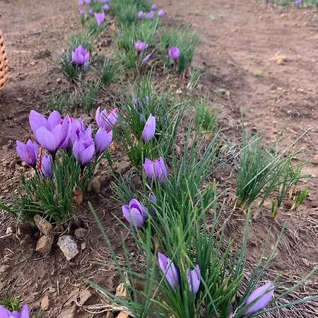 Κατάλυμα σε φάρμα Il Puntoncino Marsiliana