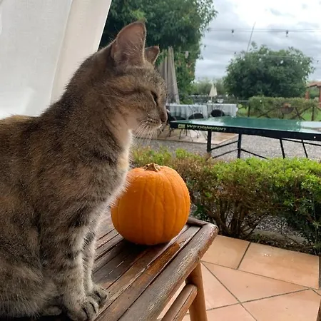 Κατάλυμα σε φάρμα Il Puntoncino