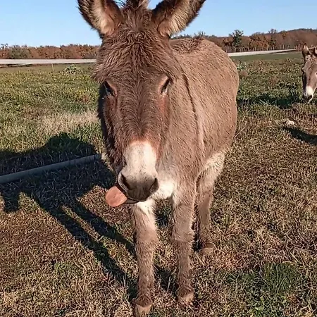 Il Puntoncino Marsiliana