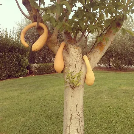 Κατάλυμα σε φάρμα Il Puntoncino